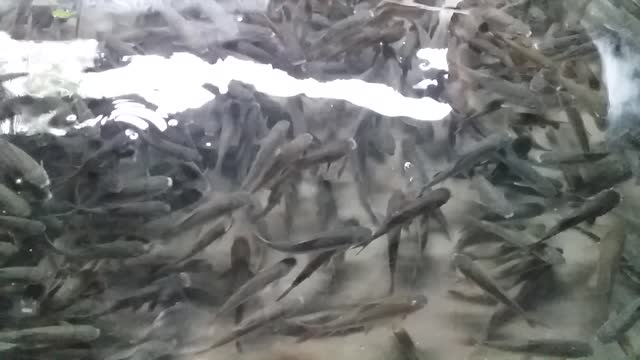 Lot of fish in the fish market 2021