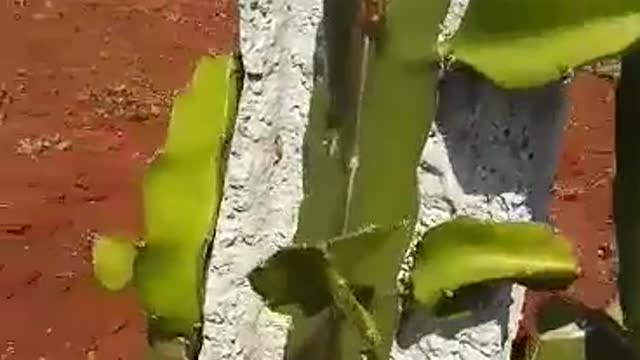 Removing unwanted young branches of dragon fruit plant