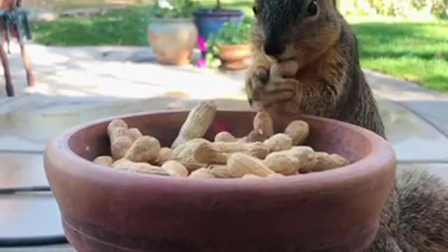 Cute squirrel taking a peanut