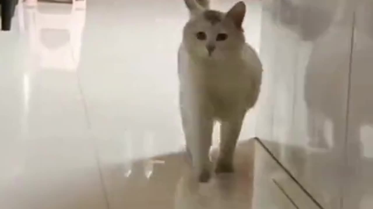 Funny Cat