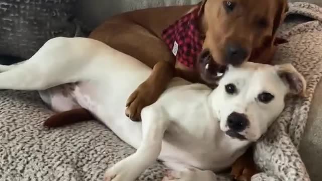 Pari of Sweet Doggies precioysly Cuddle with each other