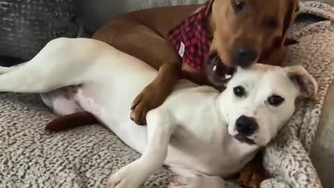 Pari of Sweet Doggies precioysly Cuddle with each other