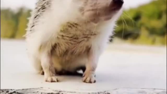 My puppy, always when I reach out, he comes running