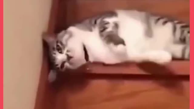 Cute little Cat going downstairs | funny cat | funny and cute pet moments