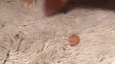 Dog trying to hide bone in carpet