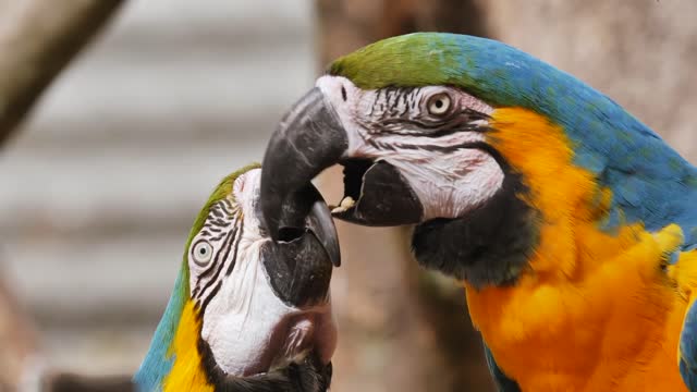 Two Romantic Parrots