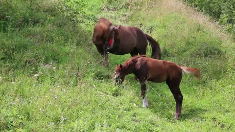 Two horses on the pasture