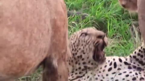 Karma in the Wild- Lions Take Revenge on Leopard For Stealing its Cub