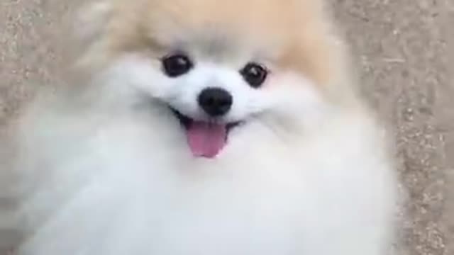 dog , cute dog