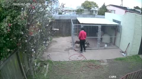 Man Steals French Bulldog