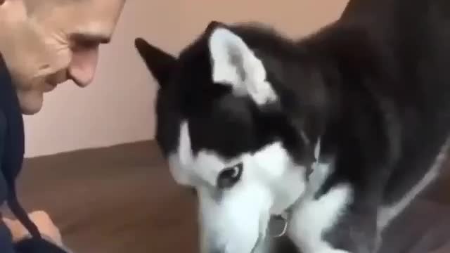 HUSKIES CAN TALK !!