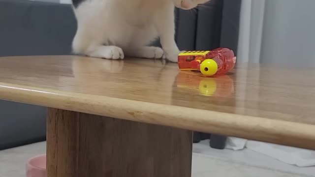 a cat angry at a water gun