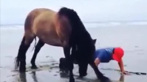 HORSE DOES PUSH -UPS