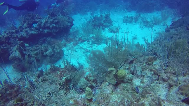 Stingray Swim-By