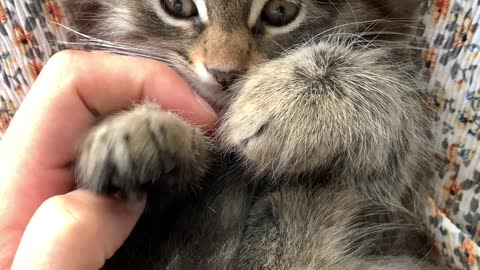 A little cat playing with its owner