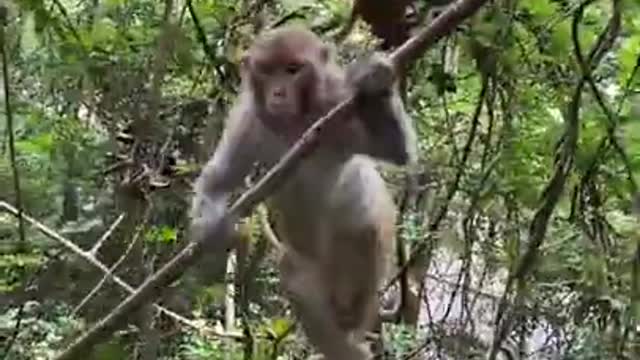 Cute Monkey China & Funny Love monkey| Animals Love