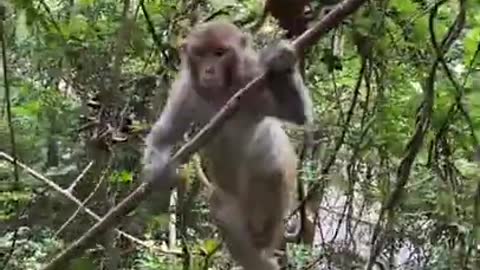 Cute Monkey China & Funny Love monkey| Animals Love