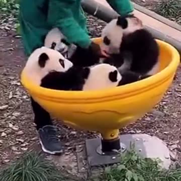Panda Kindergarten🐼🐼🐼