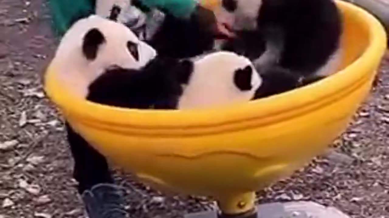 Panda Kindergarten🐼🐼🐼