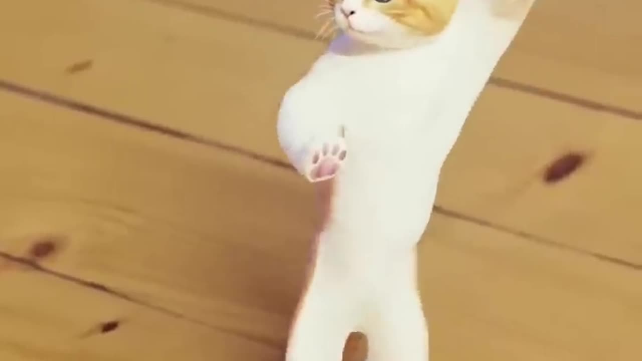 Funny cat Dance 🩰