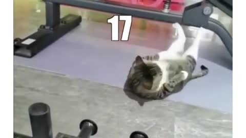 Hilarious cats doing workout and adventure