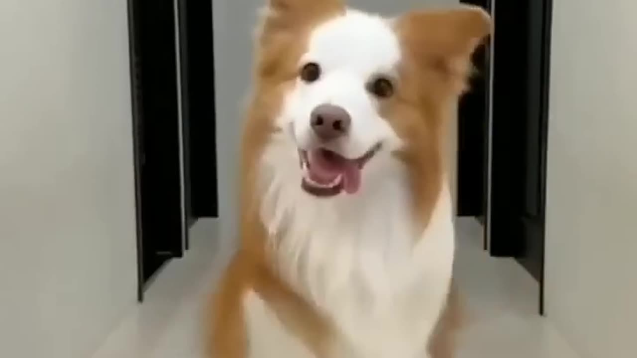 Cute Dog Dance ❤️