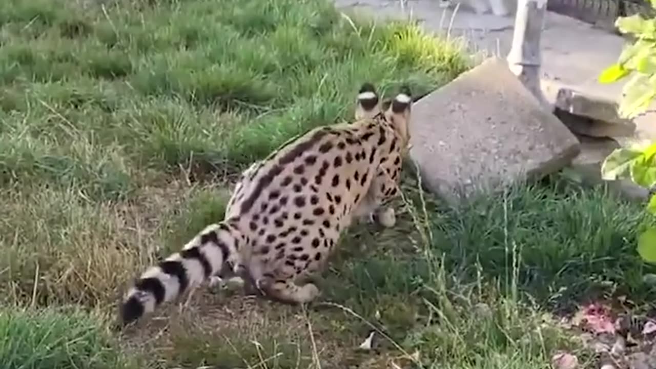 Animal funny moves