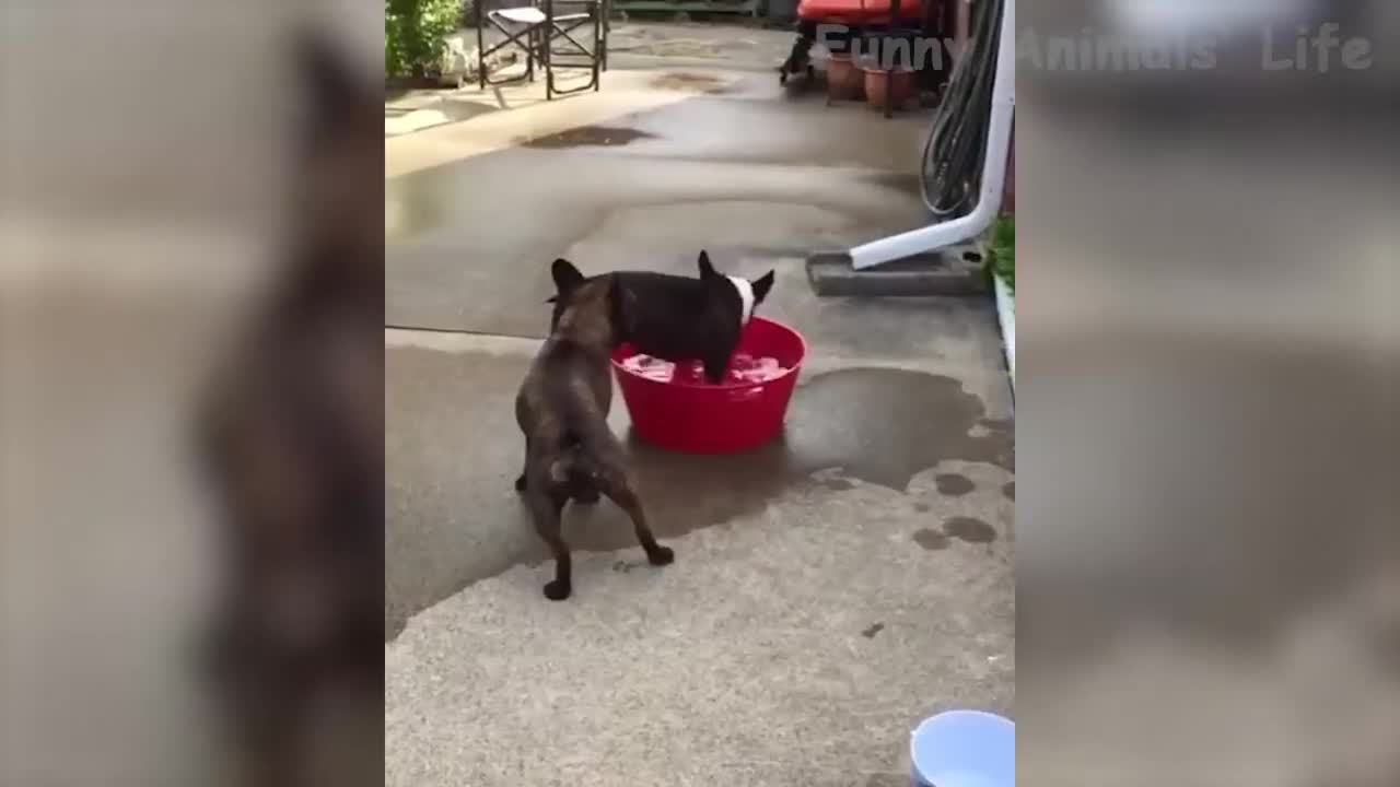 Cats and dogs having fun