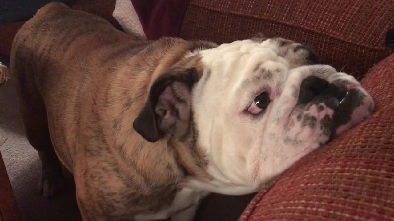 Cranky bulldog feels better after belching