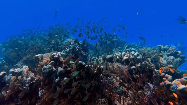 Life under the sea is very beautiful and amazing