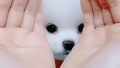 Cute puppy video