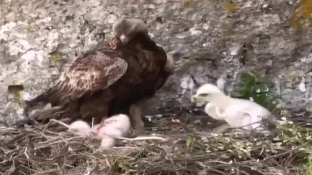 The eagle eats his brother in front of his parent.