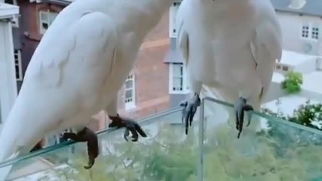 Parrot lovely video