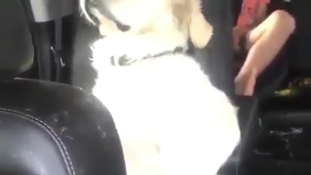 Pets also get carsick.