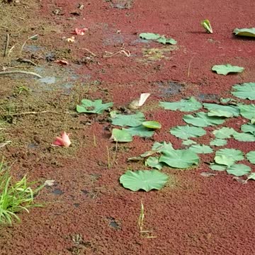 Algae on Water Lily field