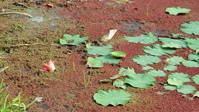 Algae on Water Lily field