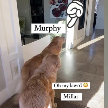 Dog and his girlfriend bitch. They play, they are happy at home.