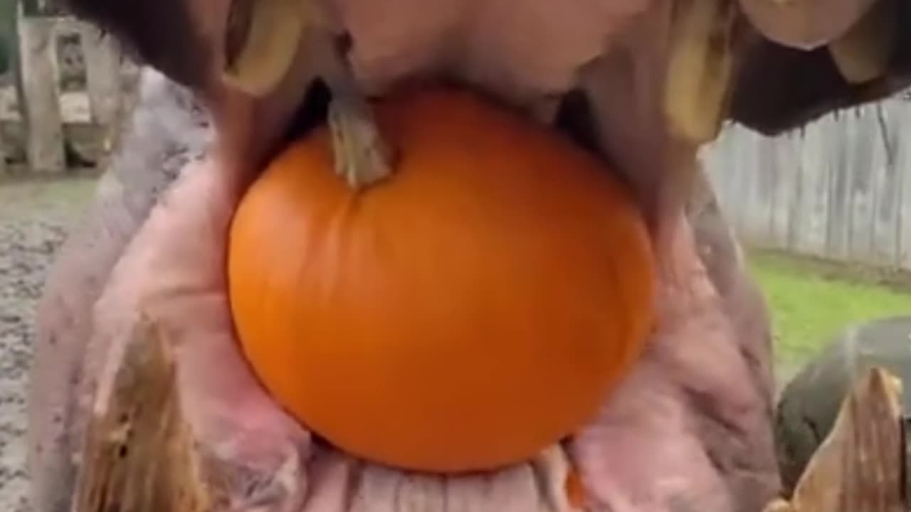 A Hippo's REAL STRENGTH 🎃😲