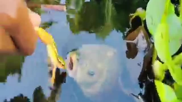 Amazing Frog Fishing