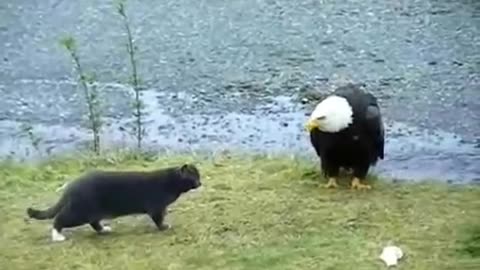 Hilarious cat and eagle