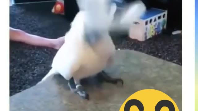 The parrot is very cool dancing