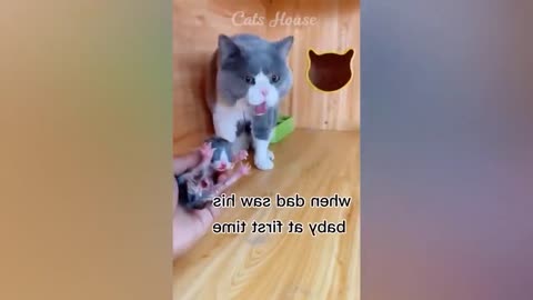 cute funny Cats and Puppies