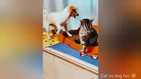 BEST FUNNIEST CATS AND DOGS VIDEOS 2024 😂 _ FUNNY ANIMAL VIDEOS