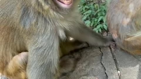 Crazy Monkey