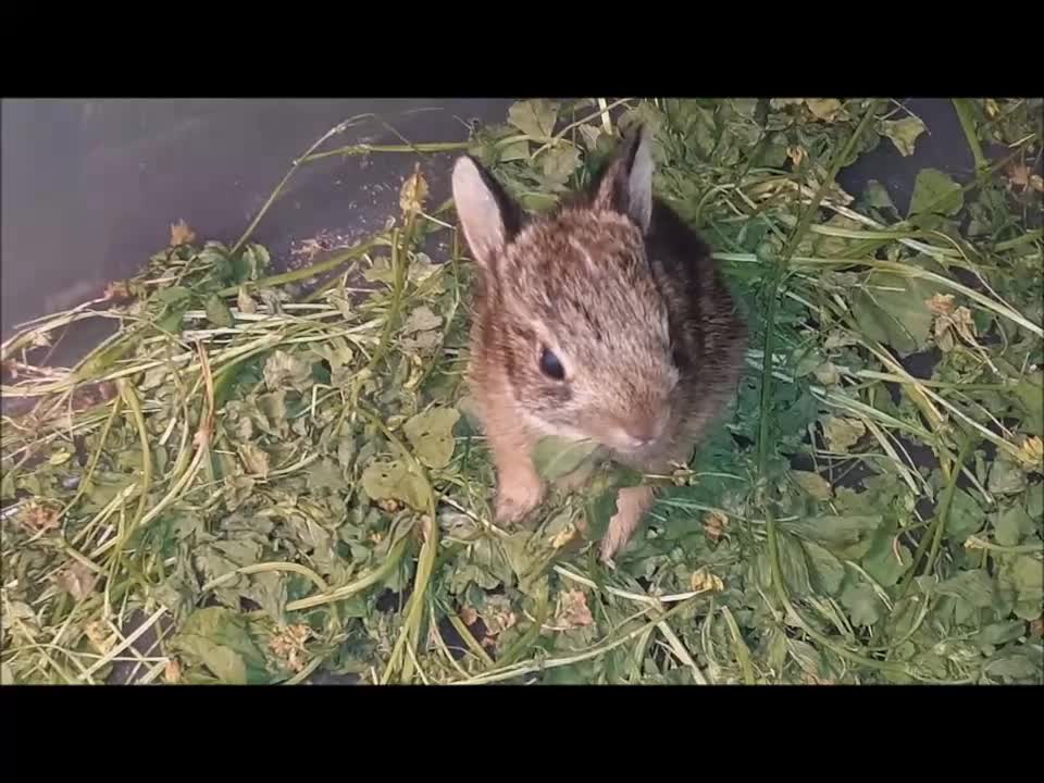 Baby Bun Learning to Wean