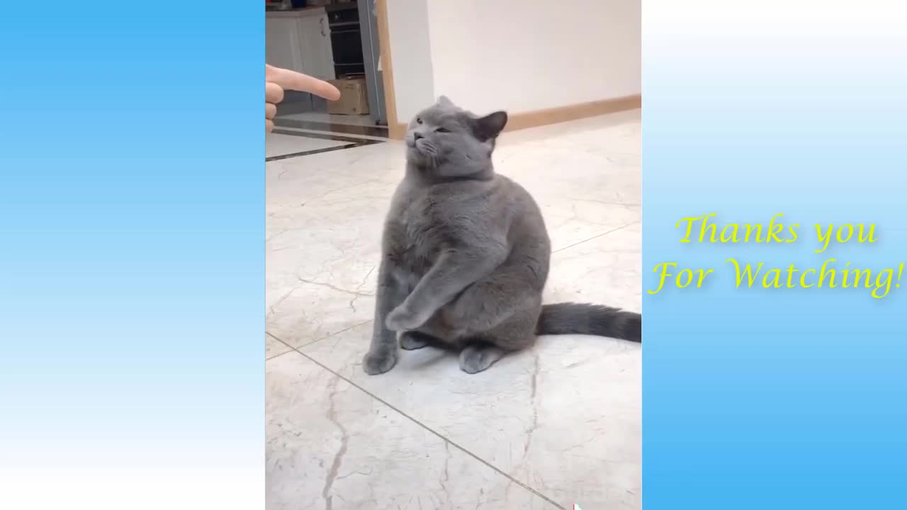 Funniest Pets 😹 Don't try to hold back Laughter 🤣🤣