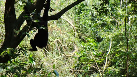 A little monkey waiting for his girlfriend