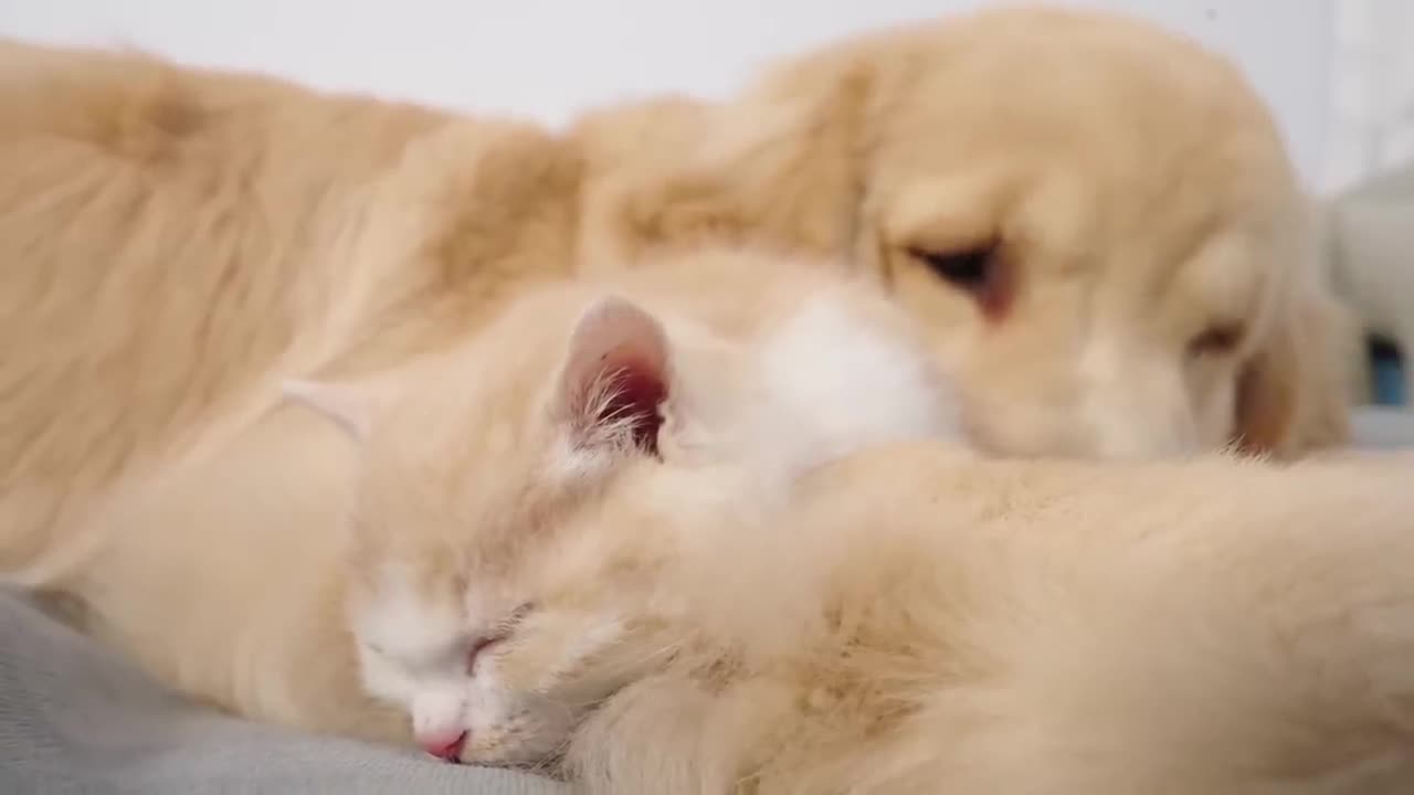 Kitten Becomes Madly Obsessed With Golden Retriever 100 Times Her Size