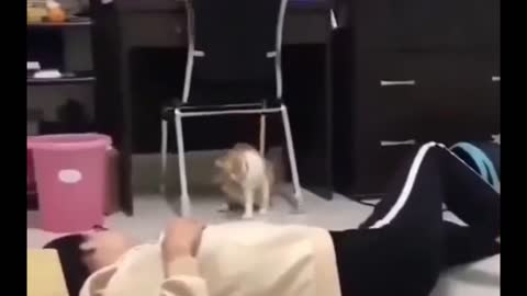 Very funny cats imitate humans