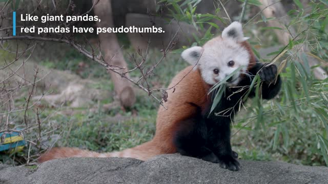 Red Panda Puzzle Feeder Enrichment